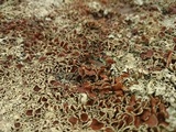 Xanthoparmelia coloradoensis image