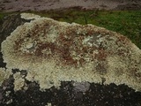 Xanthoparmelia coloradoensis image