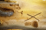 Inonotus andersonii image