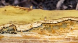 Inonotus andersonii image