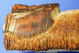 Inonotus andersonii image