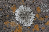Physcia caesia image
