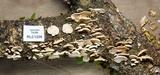 Panellus pusillus image