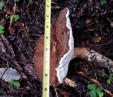Jahnoporus hirtus image
