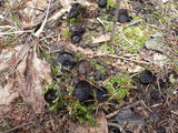 Pseudoplectania nigrella image