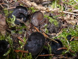 Pseudoplectania nigrella image