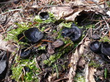 Pseudoplectania nigrella image