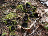 Pseudoplectania nigrella image