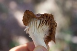 Hygrocybe colemanniana image