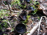 Pseudoplectania nigrella image