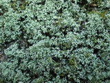 Leprocaulon microscopicum image