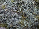 Leprocaulon microscopicum image