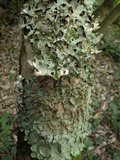 Lobaria virens image