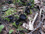 Pseudoplectania nigrella image