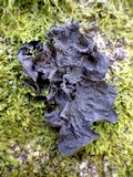 Leptogium cochleatum image