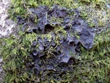 Leptogium cochleatum image