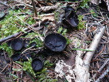 Pseudoplectania nigrella image