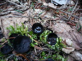 Pseudoplectania nigrella image