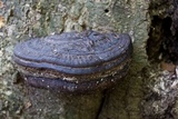Fomes fasciatus image