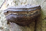 Fomes fasciatus image