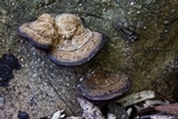 Fomes fasciatus image