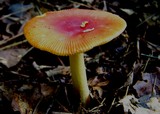 Amanita parcivolvata image