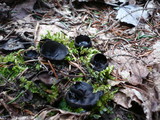 Pseudoplectania nigrella image