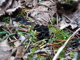 Pseudoplectania nigrella image