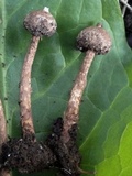 Tulostoma squamosum image