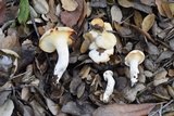 Hygrophorus eburneus image