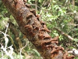 Laxitextum bicolor image