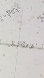 Entoloma sericeum image