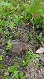 Entoloma sericeum image