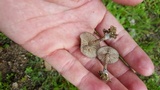 Entoloma sericeum image