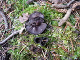 Pseudoplectania nigrella image