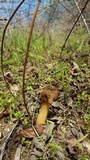 Verpa chicoensis image