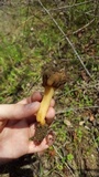 Verpa chicoensis image