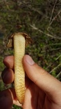 Verpa chicoensis image