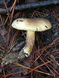 Retiboletus griseus image