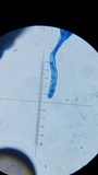 Verpa chicoensis image