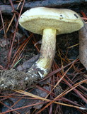 Retiboletus griseus image