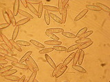 Retiboletus griseus image