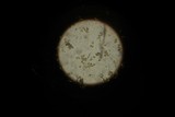 Amanita magniradix image