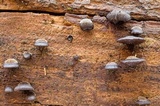 Hohenbuehelia grisea image