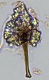 Hohenbuehelia grisea image
