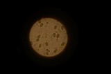Amanita magniradix image