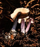 Leptonia pigmentosipes image
