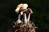 Leptonia pigmentosipes image