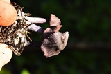Leptonia pigmentosipes image