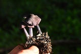 Leptonia pigmentosipes image